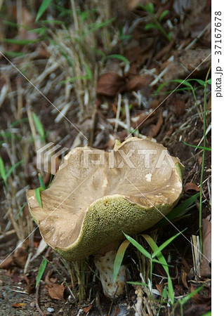 泡茸　アワタケ 37167678