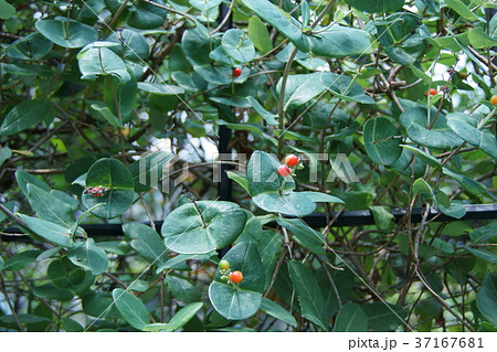 突抜忍冬　ツキヌキニンドウの実 37167681