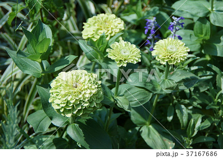 百日草 クィーンライム 花言葉は 友への思い の写真素材