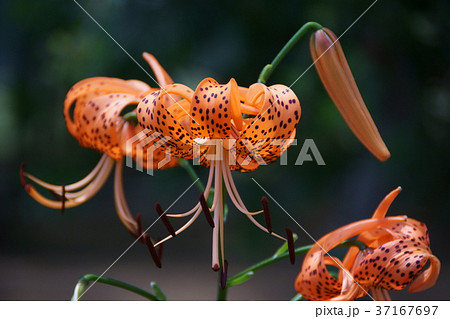 夏の花 鬼百合 花言葉は「賢者」 夏の花 鬼百合 花言葉は「賢者」 37167697