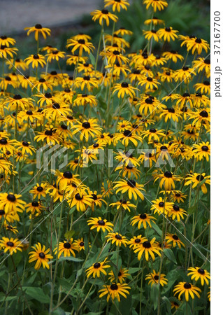 ルドベキアヒルタ 花言葉は 正義 の写真素材