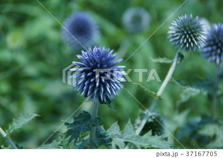 瑠璃玉薊 ルリタマアザミ 花言葉は 独り立ち の写真素材