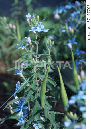 瑠璃唐綿 ルリトウワタ 花言葉は 幸福な愛 の写真素材