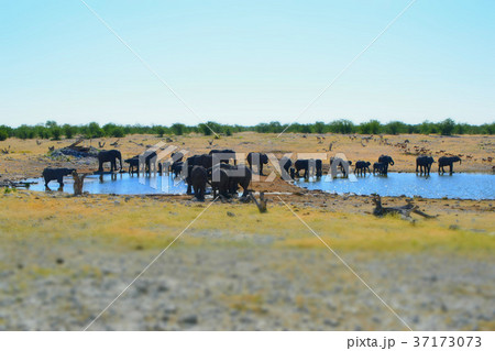 アフリカ_ゾウ01 37173073