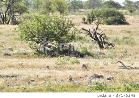 アフリカ_ヒョウ02 37175248