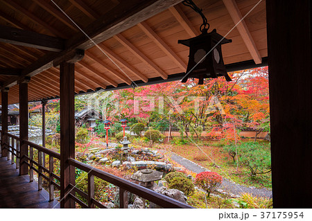 京都　十輪寺（なりひら寺）の紅葉　 37175954
