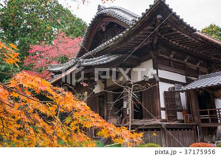 京都　十輪寺（なりひら寺）の紅葉　 37175956