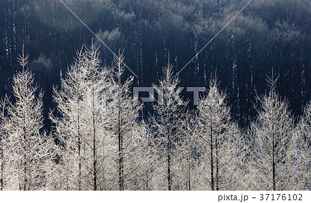 樹氷付く朝 樹氷付く朝 37176102