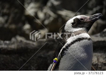 マゼランペンギン マゼランペンギン 37176123