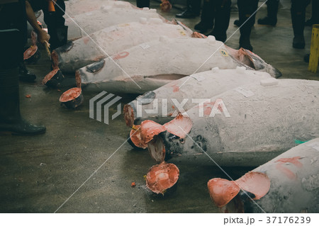 fish market fish market 37176239