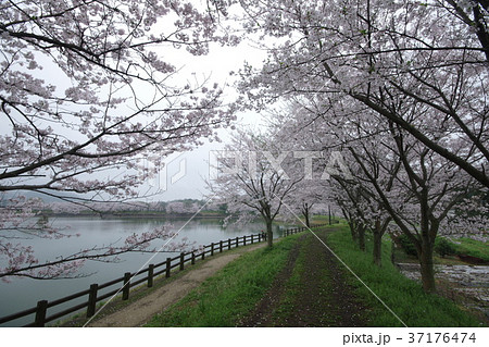 立岡自然公園の桜 37176474