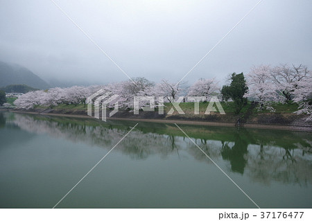 立岡自然公園の桜 立岡自然公園の桜 37176477