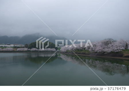 立岡自然公園の桜 37176479