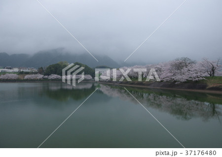 立岡自然公園の桜 37176480