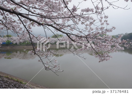 立岡自然公園の桜の写真素材