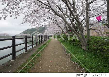 立岡自然公園の桜 立岡自然公園の桜 37176485