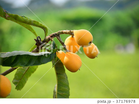 ビワの実-33842 ビワの実-33842 37176978