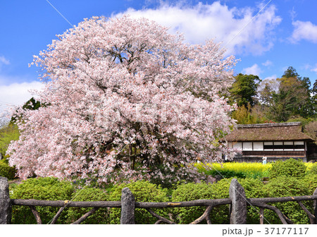 狩宿の下馬桜-33582 37177117