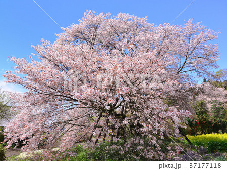 山桜-33583 37177118