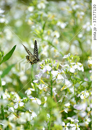 大根の花とアゲハチョウ-33617 37177130