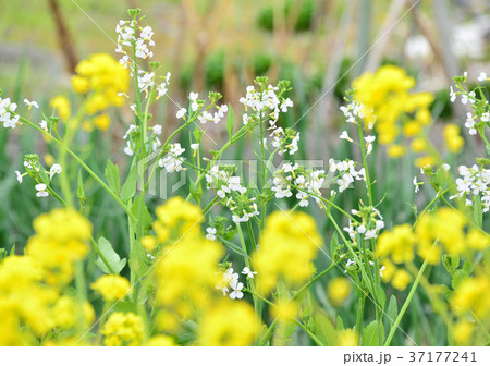 大根の花-33546 37177241