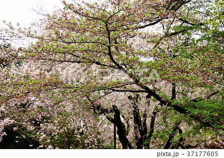 平林寺、春、しだれ桜、新緑、 平林寺、春、しだれ桜、新緑、 37177605