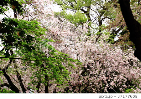 平林寺、春、新緑と桜、四月 平林寺、春、新緑と桜、四月 37177608