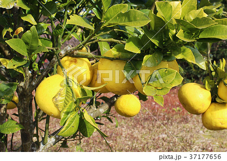 サワーポメロの実 サワーポメロの実 37177656