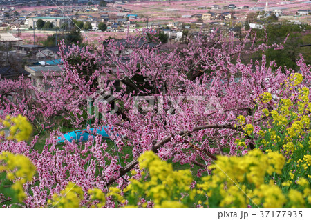桃の花 37177935