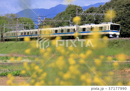 菜の花と小田急電車 8000形 菜の花と小田急電車 8000形 37177990