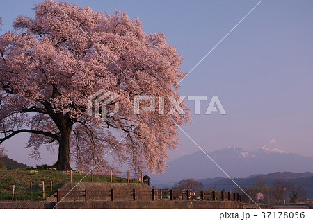 わに塚の桜 37178056