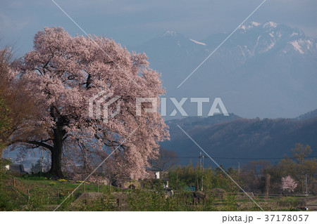 わに塚の桜 37178057