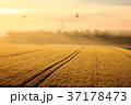 朝もやの小麦 朝もやの小麦 37178473
