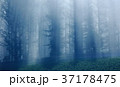 カラマツ林と霧 カラマツ林と霧 37178475