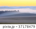 丘の上の霧 丘の上の霧 37178479