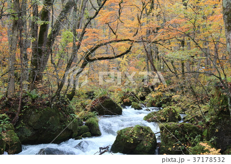 青森県奥入瀬渓流の秋風景 37178532