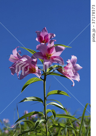 ヒメサユリの花 ヒメサユリの花 37178573