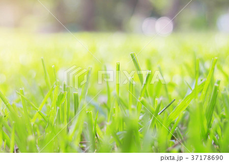 grass with sunlight. grass with sunlight. 37178690