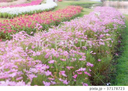Pink cosmos on plots. Pink cosmos on plots. 37178723
