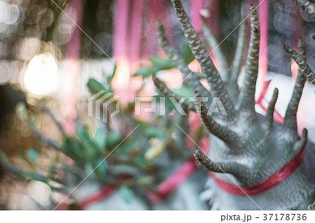 plants in garden. plants in garden. 37178736