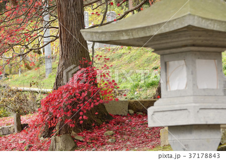清水寺　石燈籠　紅葉 37178843