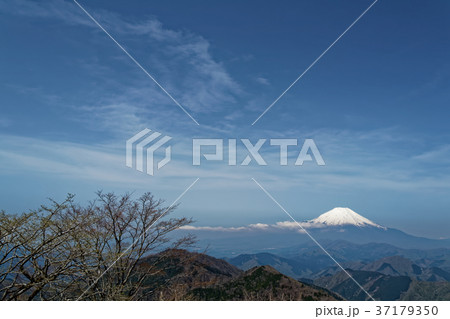 早春の丹沢・鍋割山から望む富士山 37179350