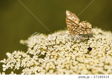 latticed heath on wild carrot flower latticed heath on wild carrot flower 37180414