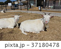 ２匹のヤギ 37180478