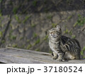 尾道で暮らす猫 37180524
