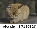 尾道で暮らす猫 37180525