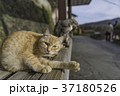 尾道で暮らす猫 37180526