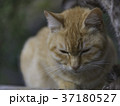 尾道で暮らす猫 37180527