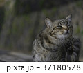 尾道で暮らす猫 37180528