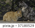尾道で暮らす猫 37180529